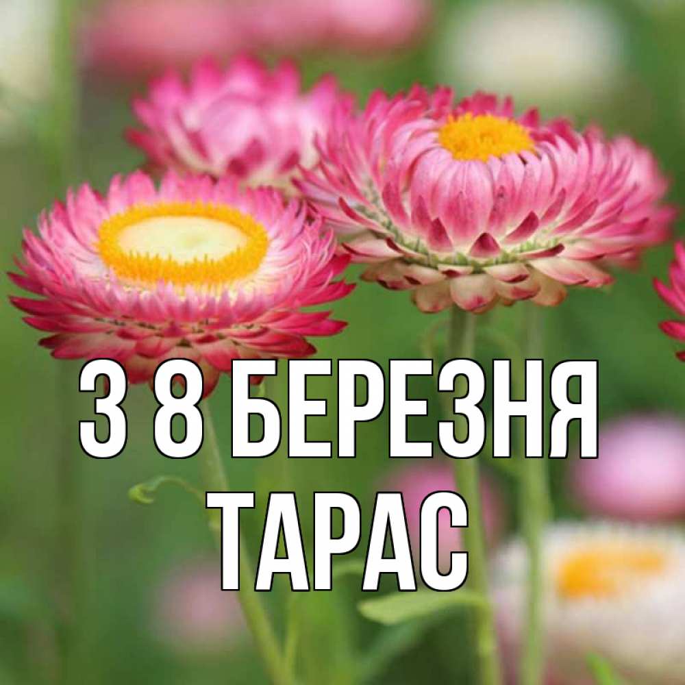 Открытка на каждый день з підписом, Тарас З 8 БЕРЕЗНЯ подарок на международный женский день Прикольна листівка з побажанням онлайн скачати безкоштовно 
