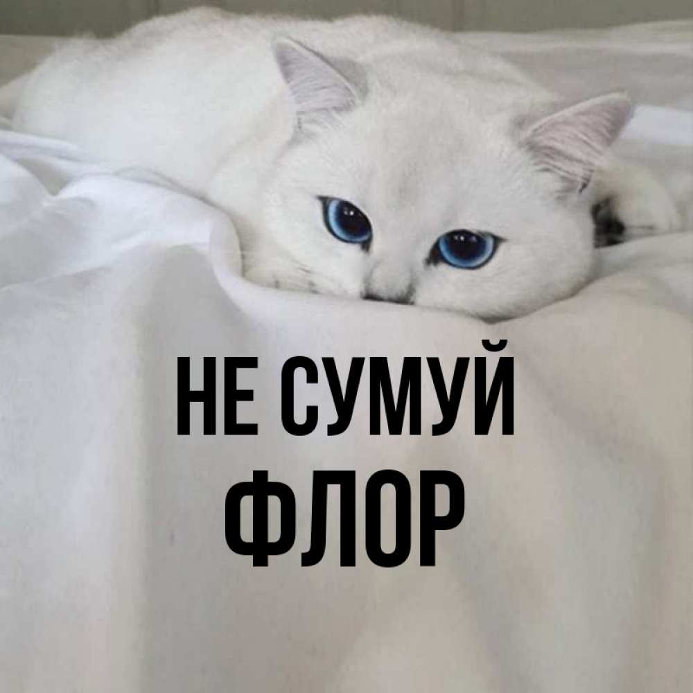 Открытка на каждый день з підписом, Флор Не сумуй Голубоглазая кошка Прикольна листівка з побажанням онлайн скачати безкоштовно 