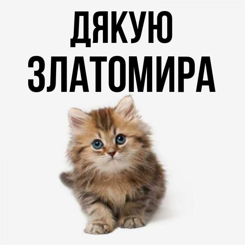 Открытка на каждый день з підписом, Златомира Дякую пушистый котик Прикольна листівка з побажанням онлайн скачати безкоштовно 