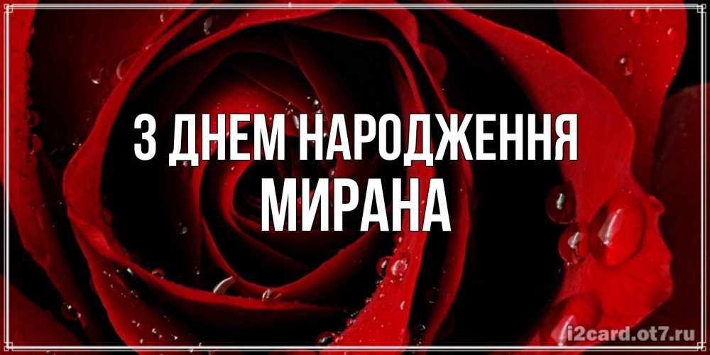 Открытка на каждый день з підписом, Мирана З Днем народження крупная бордовая роза Прикольна листівка з побажанням онлайн скачати безкоштовно 