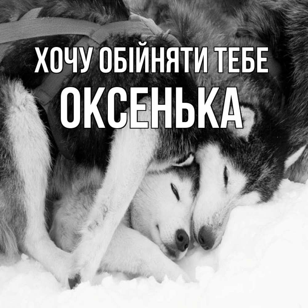Открытка на каждый день з підписом, Оксенька Хочу обійняти тебе собачки в упряжке Прикольна листівка з побажанням онлайн скачати безкоштовно 