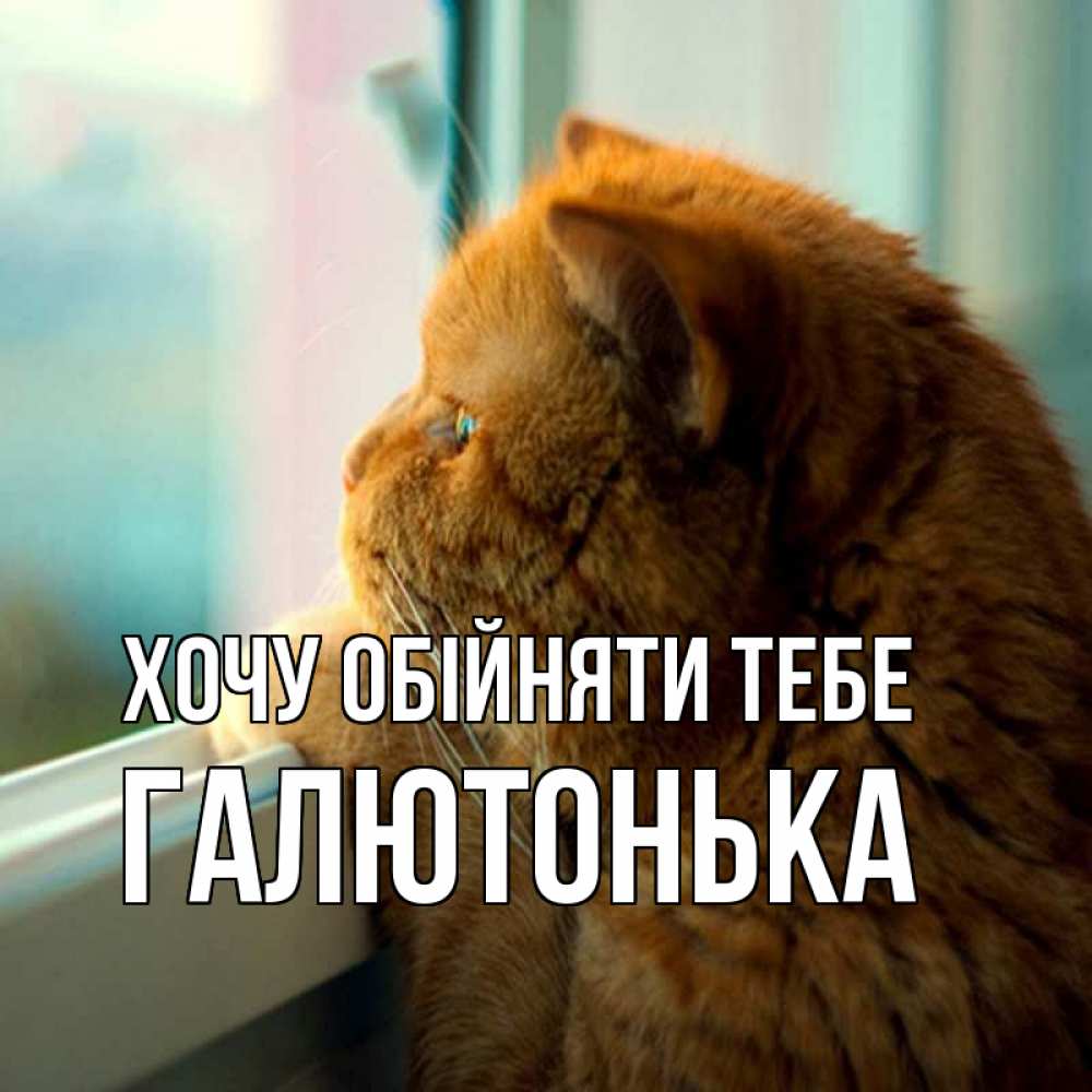 Открытка на каждый день з підписом, Галютонька Хочу обійняти тебе большой огромный рыжий котяра Прикольна листівка з побажанням онлайн скачати безкоштовно 