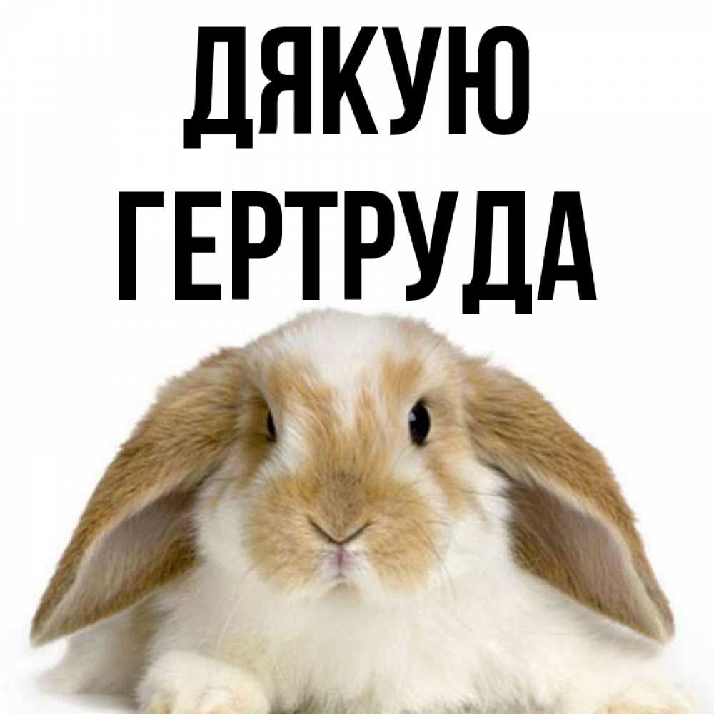 Открытка на каждый день з підписом, Гертруда Дякую коричнево белый заяц Прикольна листівка з побажанням онлайн скачати безкоштовно 