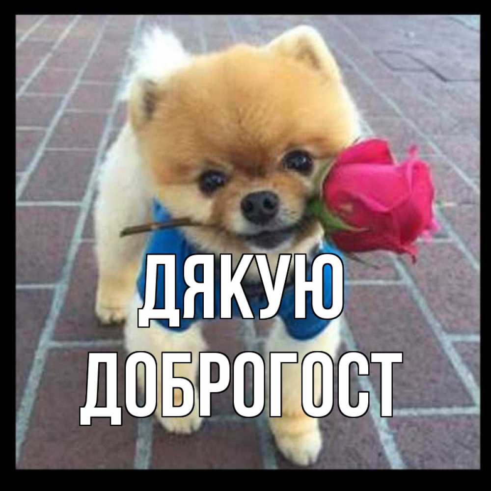 Открытка на каждый день з підписом, Доброгост Дякую спасибо и дарю тебе цветок Прикольна листівка з побажанням онлайн скачати безкоштовно 