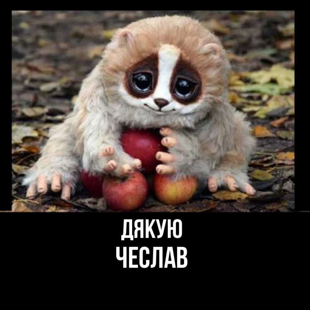 Открытка на каждый день з підписом, Чеслав Дякую прикольное животное Прикольна листівка з побажанням онлайн скачати безкоштовно 