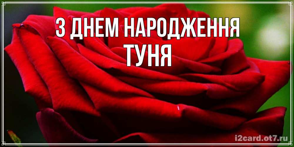 Открытка на каждый день з підписом, Туня З Днем народження розочка очень красивая Прикольна листівка з побажанням онлайн скачати безкоштовно 