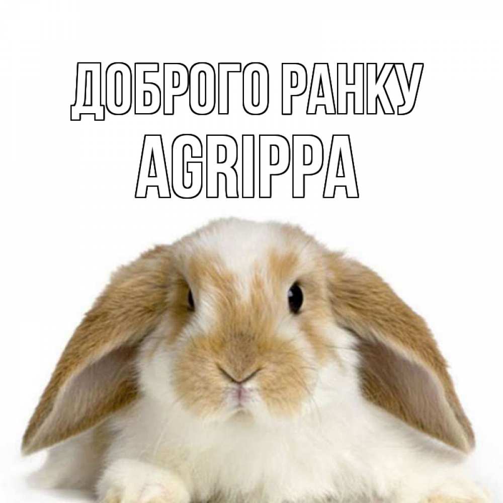 Открытка на каждый день з підписом, Agrippa Доброго ранку прикольные открытки на каждый день Прикольна листівка з побажанням онлайн скачати безкоштовно 