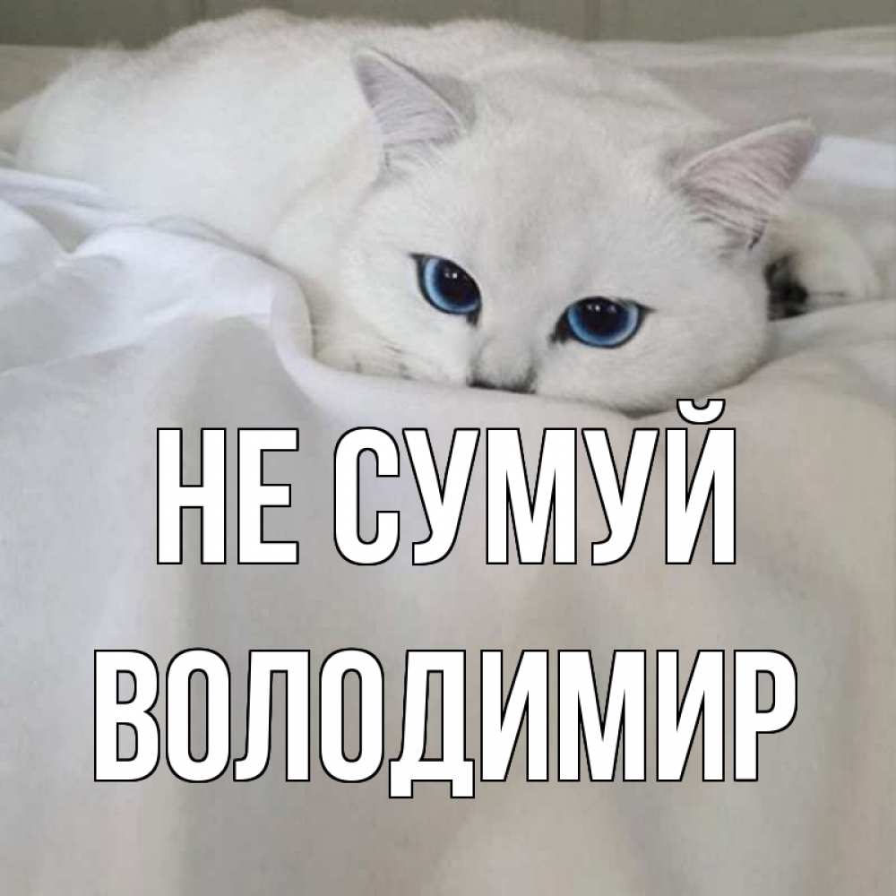 Открытка на каждый день з підписом, Володимир Не сумуй белый кот с голубыми глазами на белоснежной кровати Прикольна листівка з побажанням онлайн скачати безкоштовно 