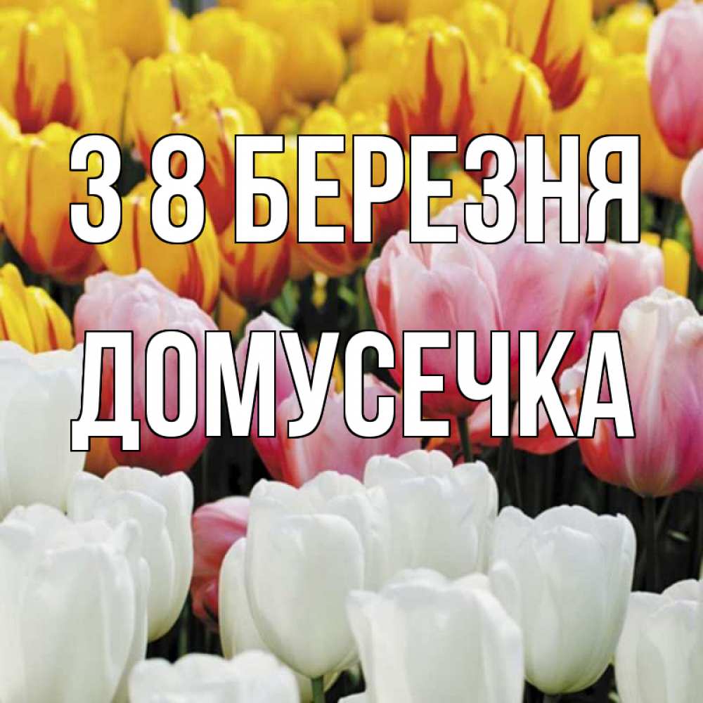 Открытка на каждый день з підписом, Домусечка З 8 БЕРЕЗНЯ разноцветные цветы Прикольна листівка з побажанням онлайн скачати безкоштовно 
