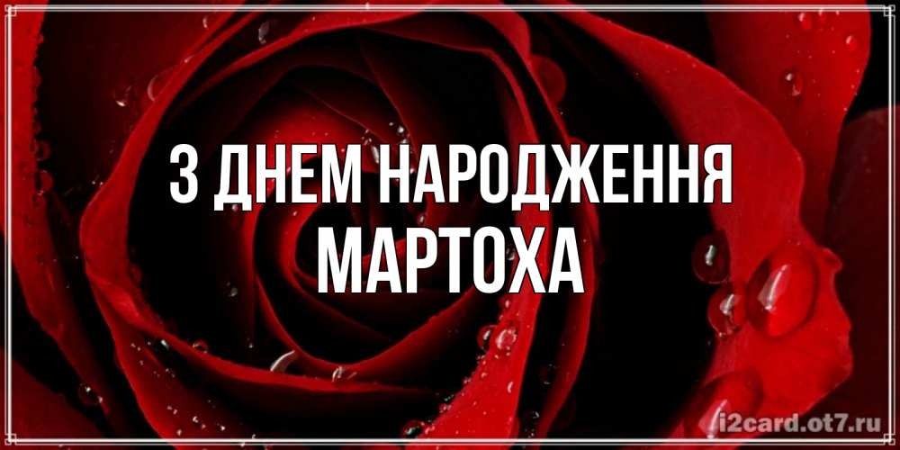 Открытка на каждый день з підписом, Мартоха З Днем народження крупная бордовая роза Прикольна листівка з побажанням онлайн скачати безкоштовно 
