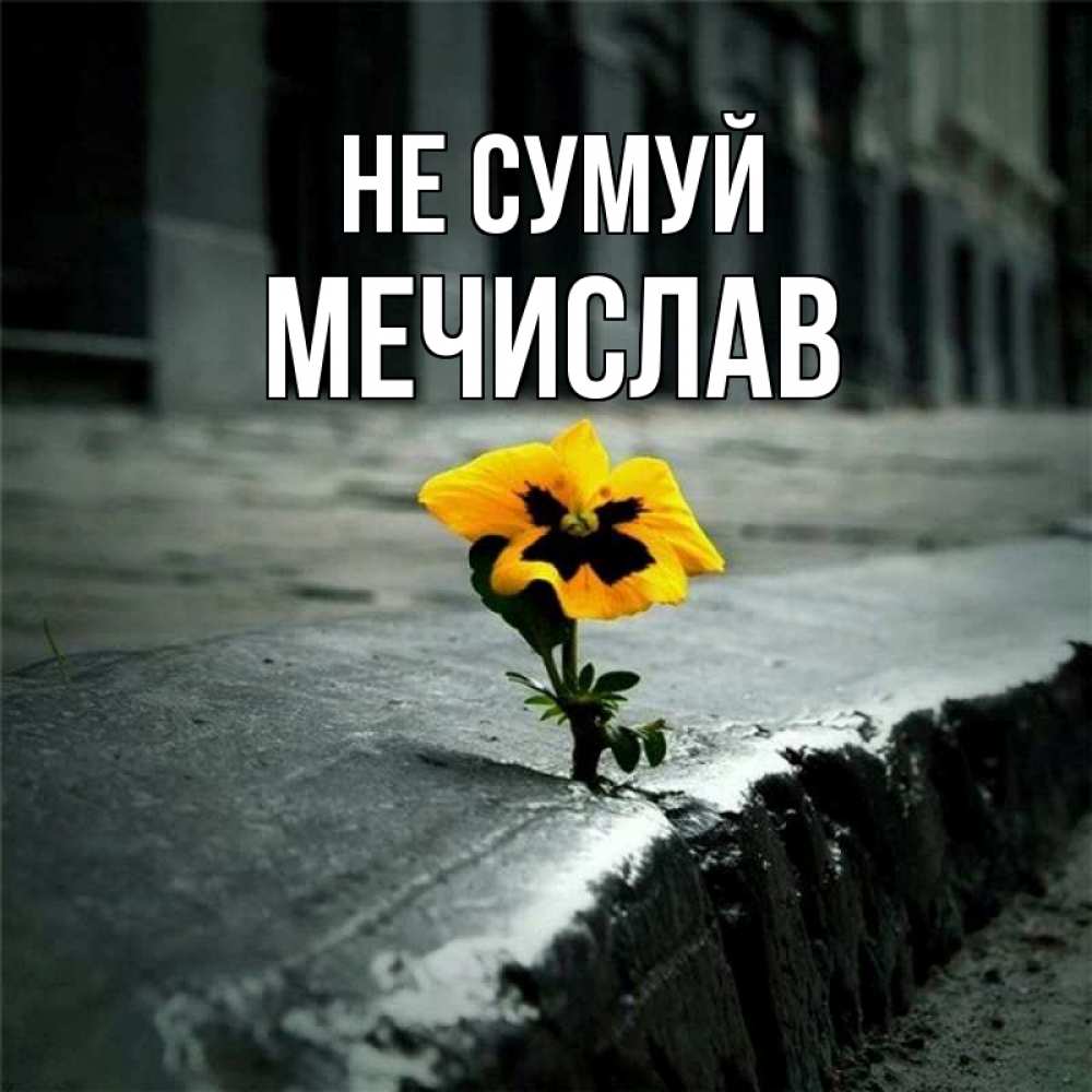 Открытка на каждый день з підписом, Мечислав Не сумуй не сдавайся Прикольна листівка з побажанням онлайн скачати безкоштовно 
