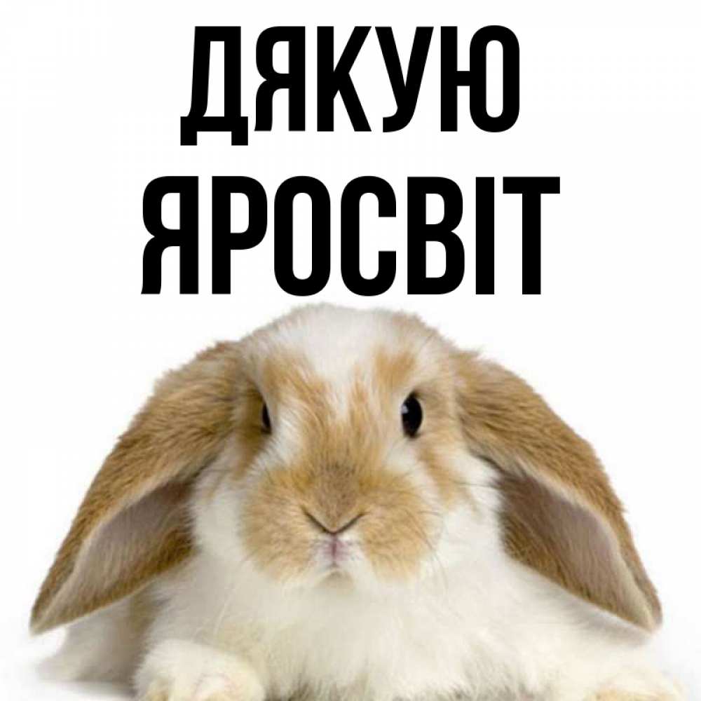 Открытка на каждый день з підписом, Яросвіт Дякую коричнево белый заяц Прикольна листівка з побажанням онлайн скачати безкоштовно 