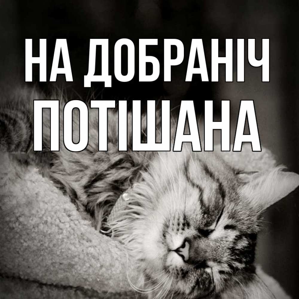 Открытка на каждый день з підписом, Потішана На добраніч котярик пушистый Прикольна листівка з побажанням онлайн скачати безкоштовно 