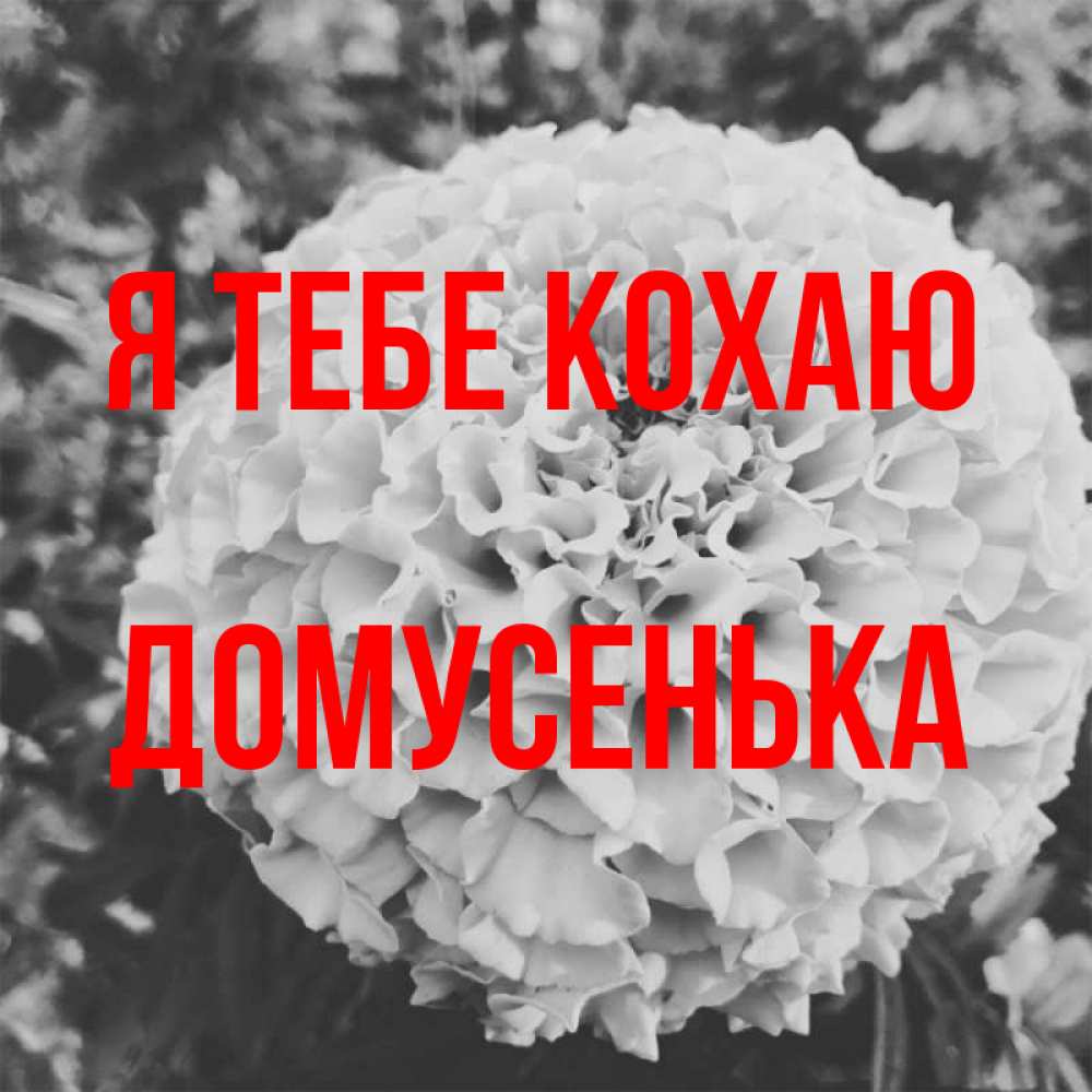 Открытка на каждый день з підписом, Домусенька Я тебе кохаю подпись Прикольна листівка з побажанням онлайн скачати безкоштовно 