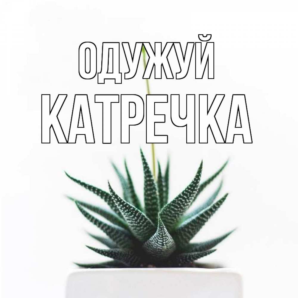 Открытка на каждый день з підписом, Катречка Одужуй короче это непонятная колючка Прикольна листівка з побажанням онлайн скачати безкоштовно 