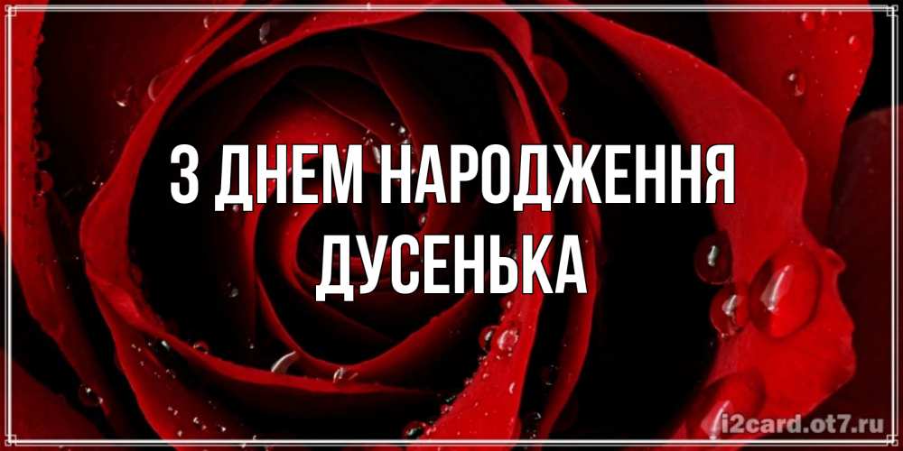 Открытка на каждый день з підписом, Дусенька З Днем народження крупная бордовая роза Прикольна листівка з побажанням онлайн скачати безкоштовно 