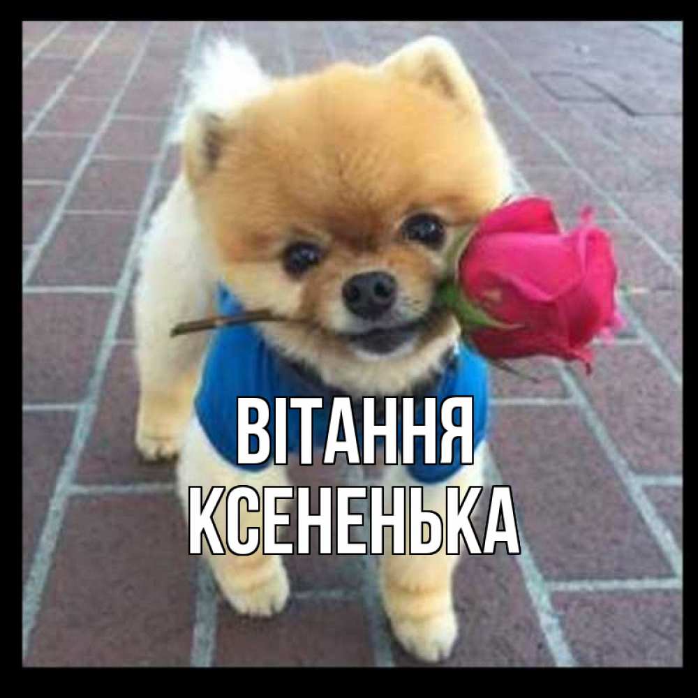 Открытка на каждый день з підписом, Ксененька Вітання роза в зубах у собаки Прикольна листівка з побажанням онлайн скачати безкоштовно 