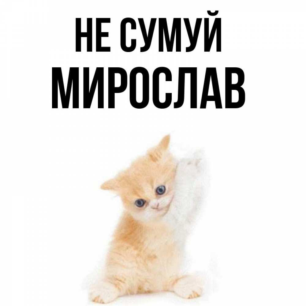 Открытка на каждый день з підписом, Мирослав Не сумуй просящий кот Прикольна листівка з побажанням онлайн скачати безкоштовно 