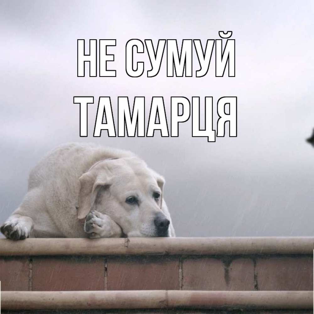 Открытка на каждый день з підписом, Тамарця Не сумуй белый пес 1 Прикольна листівка з побажанням онлайн скачати безкоштовно 