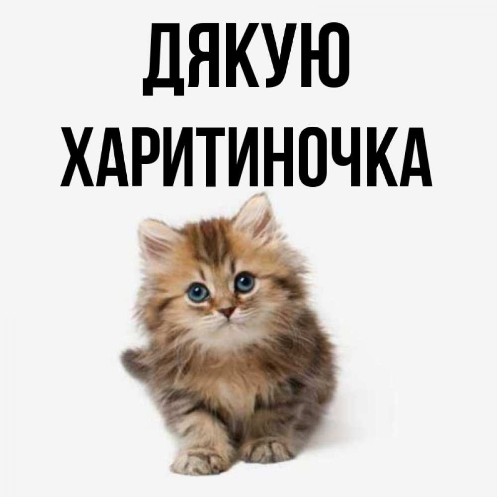 Открытка на каждый день з підписом, Харитиночка Дякую пушистый котик Прикольна листівка з побажанням онлайн скачати безкоштовно 