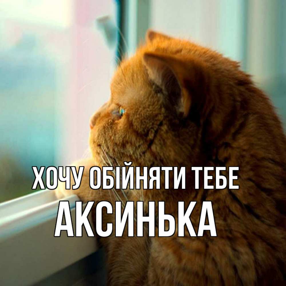 Открытка на каждый день з підписом, Аксинька Хочу обійняти тебе большой огромный рыжий котяра Прикольна листівка з побажанням онлайн скачати безкоштовно 