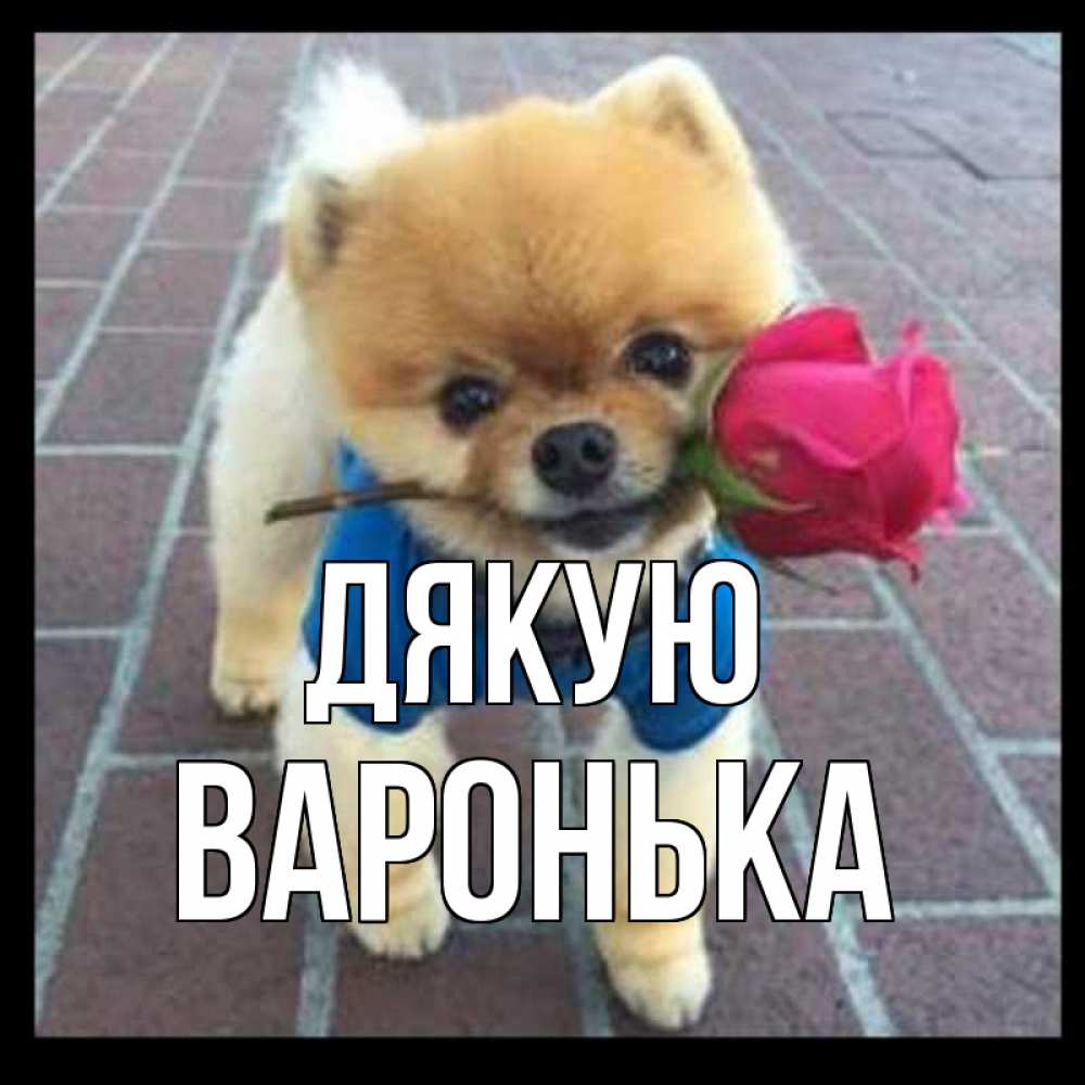 Открытка на каждый день з підписом, Варонька Дякую спасибо и дарю тебе цветок Прикольна листівка з побажанням онлайн скачати безкоштовно 