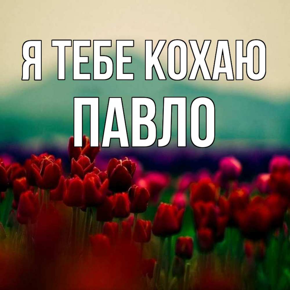 Открытка на каждый день з підписом, Павло Я тебе кохаю тюльпаны 4 Прикольна листівка з побажанням онлайн скачати безкоштовно 