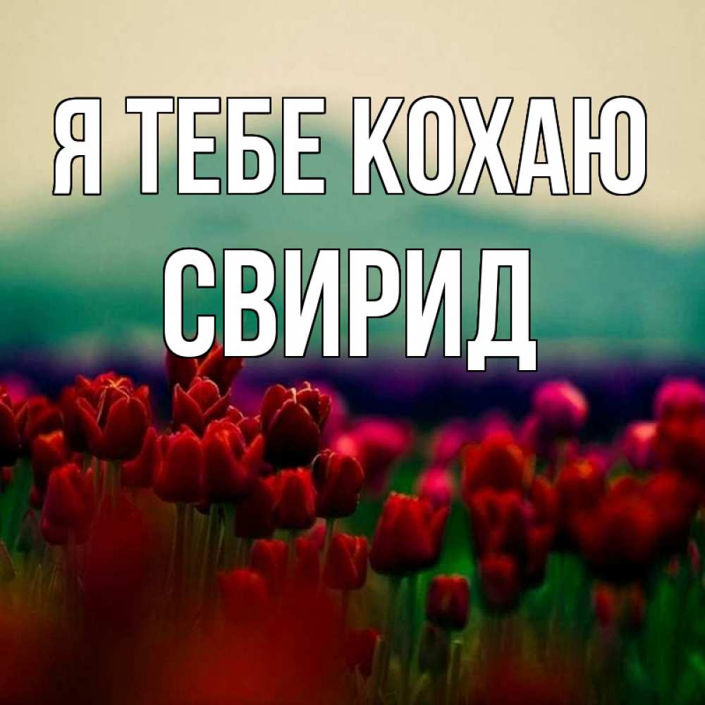 Открытка на каждый день з підписом, Свирид Я тебе кохаю тюльпаны 4 Прикольна листівка з побажанням онлайн скачати безкоштовно 