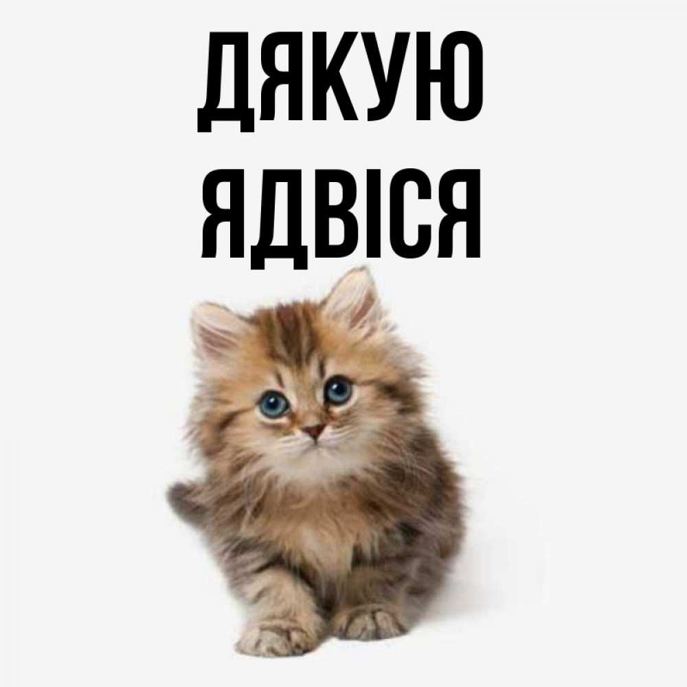 Открытка на каждый день з підписом, Ядвіся Дякую пушистый котик Прикольна листівка з побажанням онлайн скачати безкоштовно 
