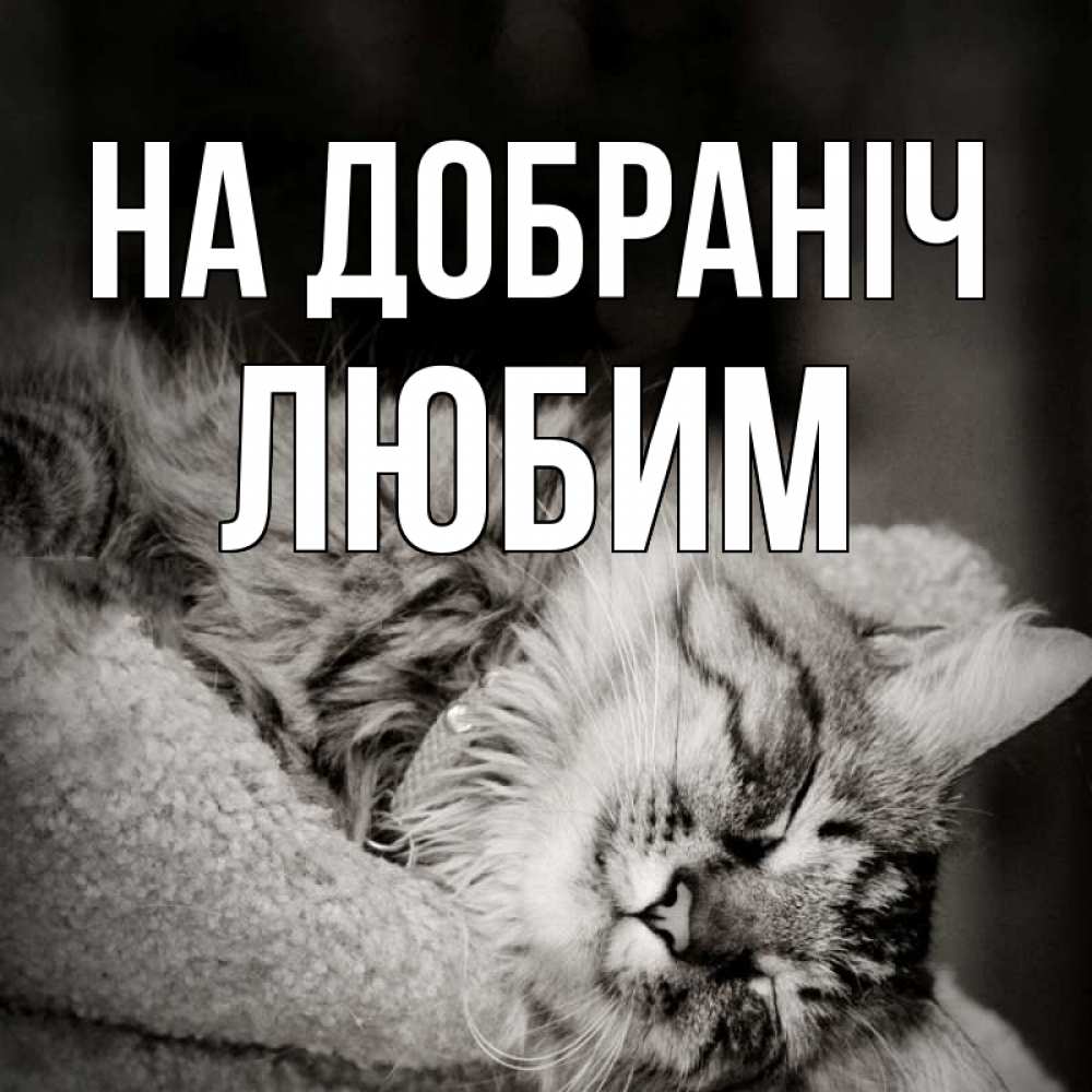Открытка на каждый день з підписом, Любим На добраніч котярик пушистый Прикольна листівка з побажанням онлайн скачати безкоштовно 