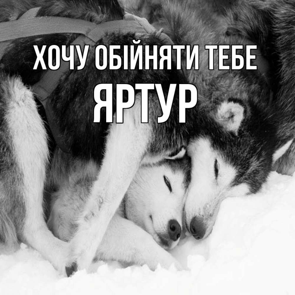 Открытка на каждый день з підписом, Яртур Хочу обійняти тебе собачки в упряжке Прикольна листівка з побажанням онлайн скачати безкоштовно 