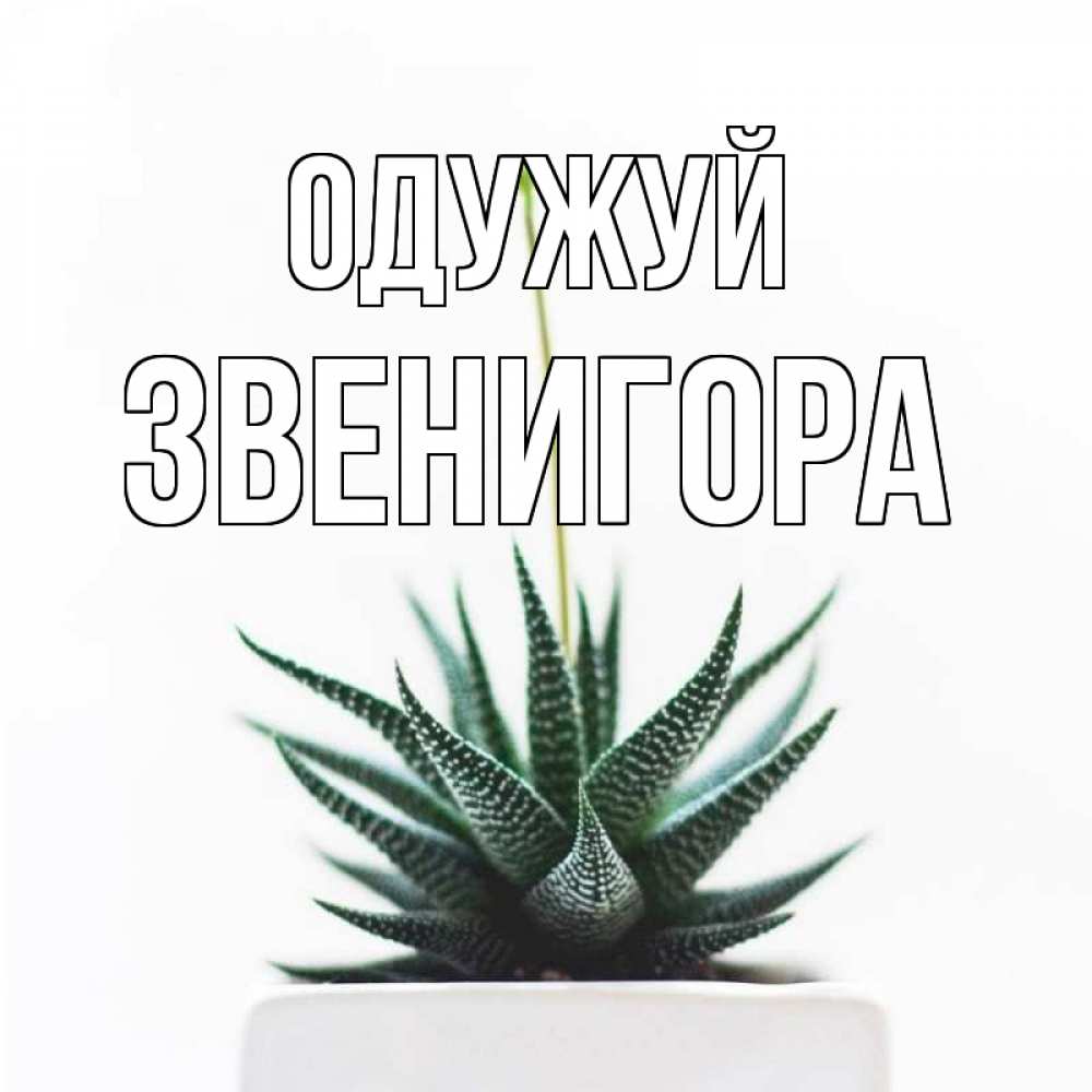 Открытка на каждый день з підписом, Звенигора Одужуй короче это непонятная колючка Прикольна листівка з побажанням онлайн скачати безкоштовно 