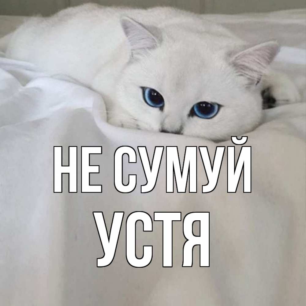 Открытка на каждый день з підписом, Устя Не сумуй белый кот с голубыми глазами на белоснежной кровати Прикольна листівка з побажанням онлайн скачати безкоштовно 