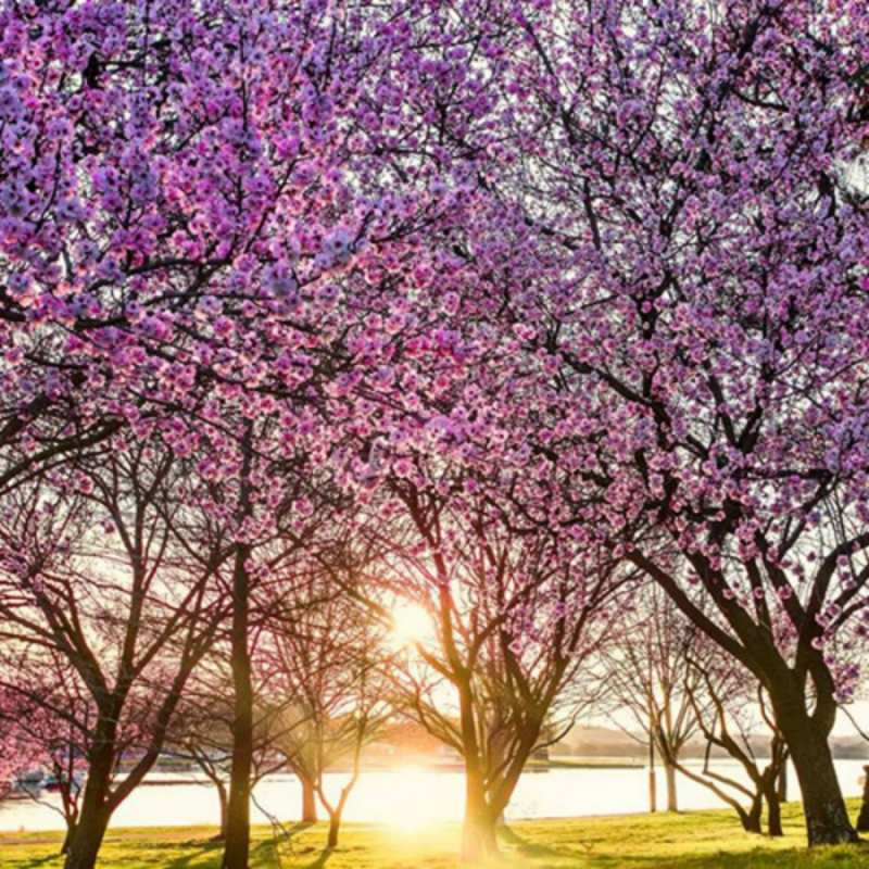 Открытка деревья цветут  праздник весны наурыз С наурызом 