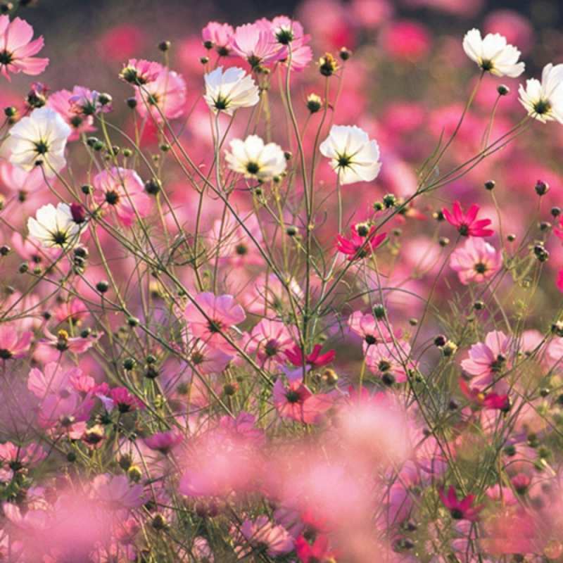 Открытка весна 1 красиво 1 С наурызом 