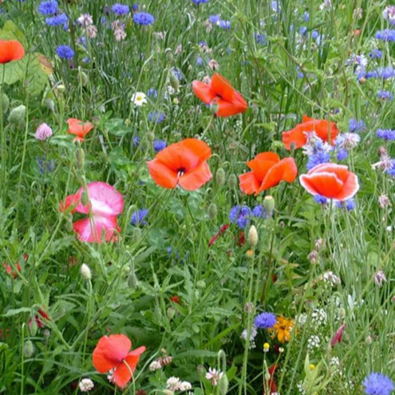 Открытка полевые цветы 4 праздник весны наурыз супер открытка С наурызом 