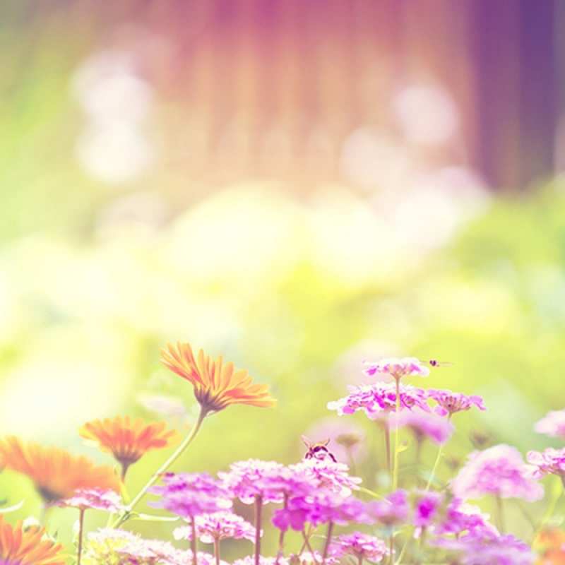 Открытка солнечная полана  цветы весна  С наурызом 