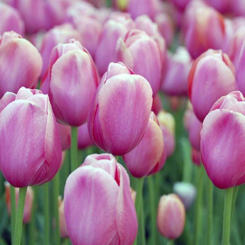 Открытка с тюльпанами 3 праздник весны наурыз 69 С наурызом 