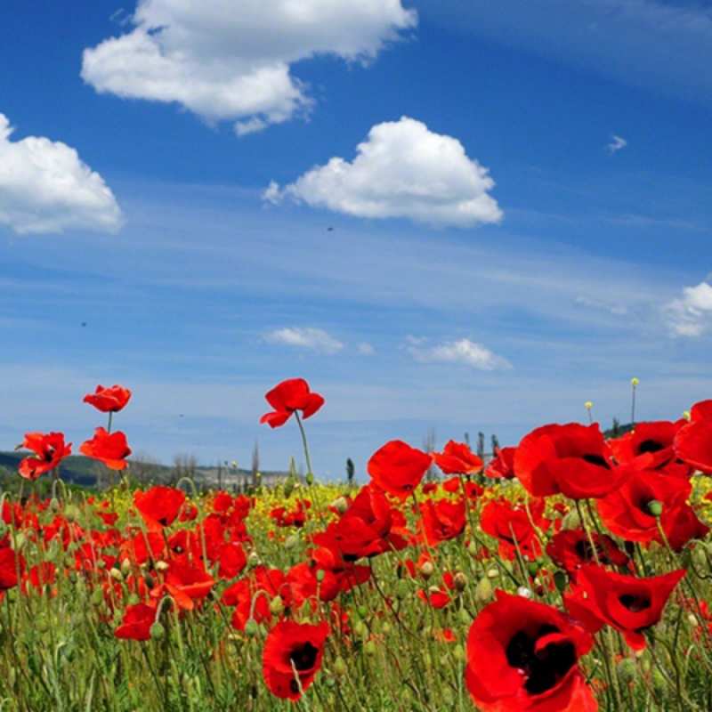 Открытка цветы на фоне неба 1 праздник весны наурыз очень красивая картинка  С наурызом 