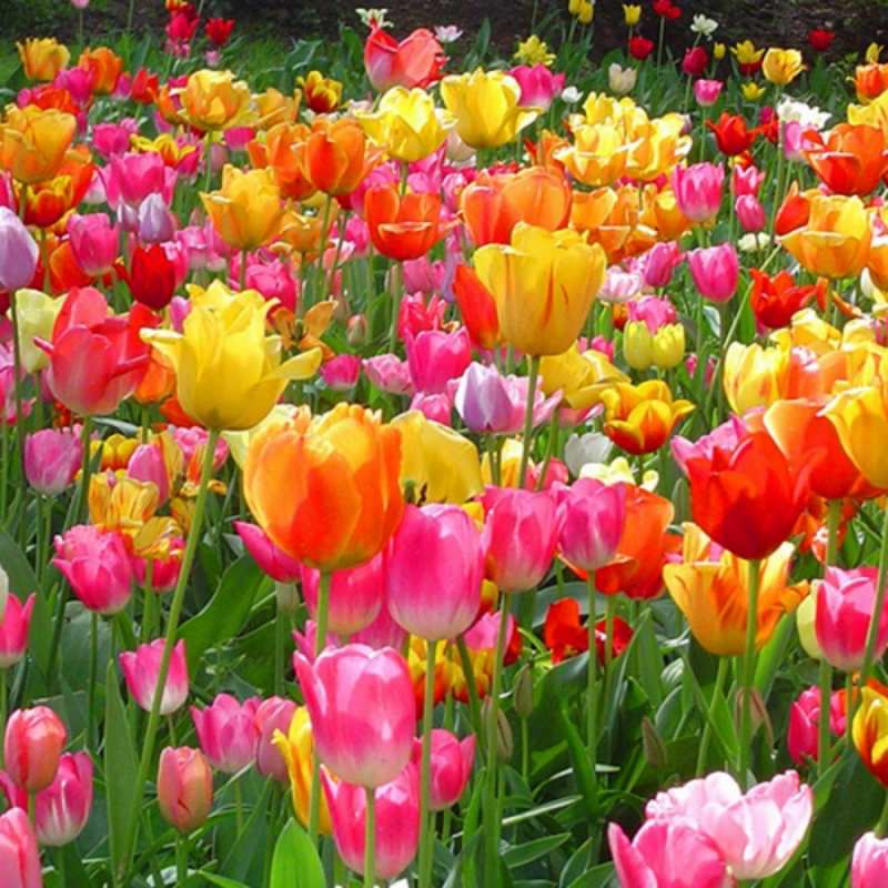 Открытка яркие цветы  праздник весны наурыз 4 С наурызом 