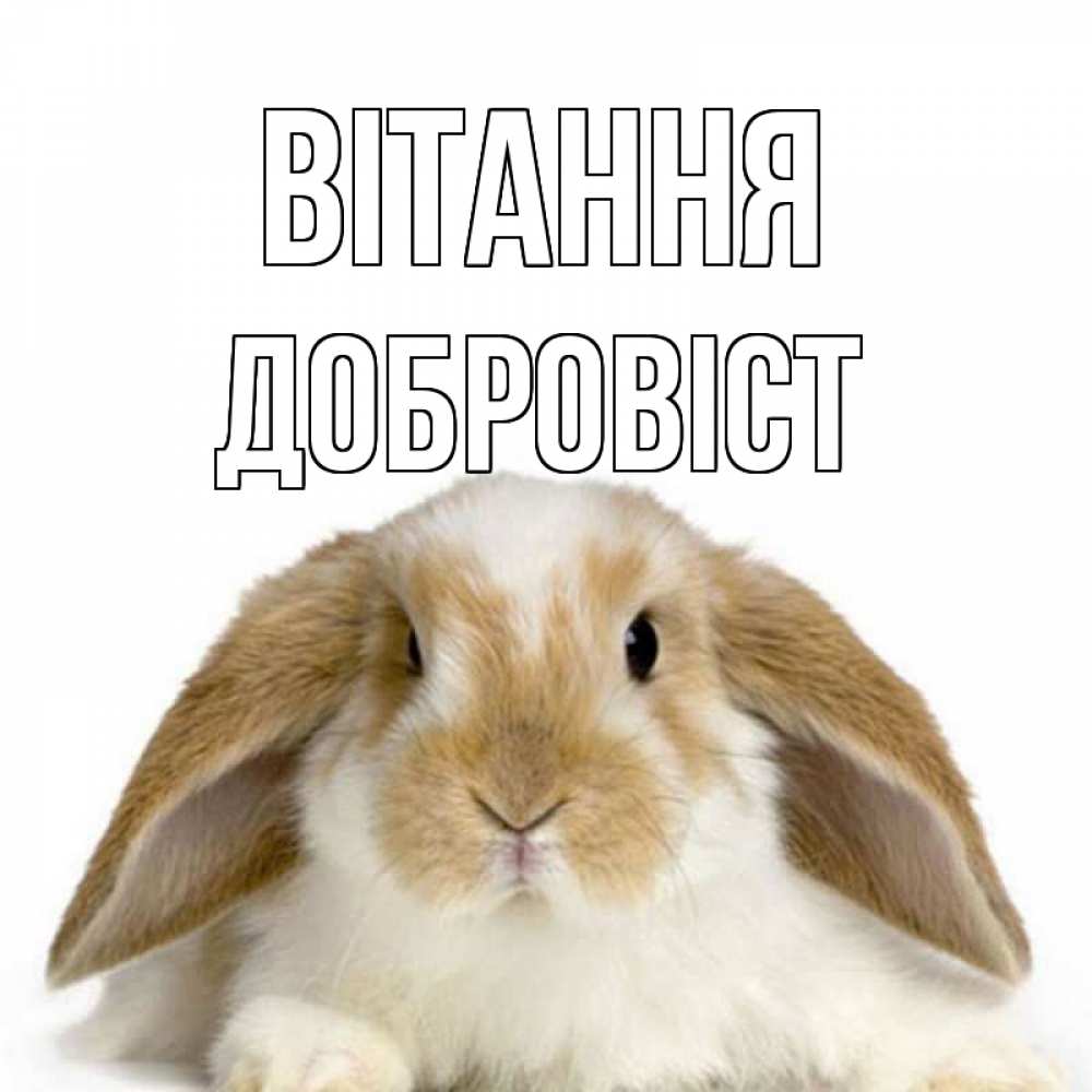 Открытка на каждый день з підписом, Добровіст Вітання с животными Прикольна листівка з побажанням онлайн скачати безкоштовно 