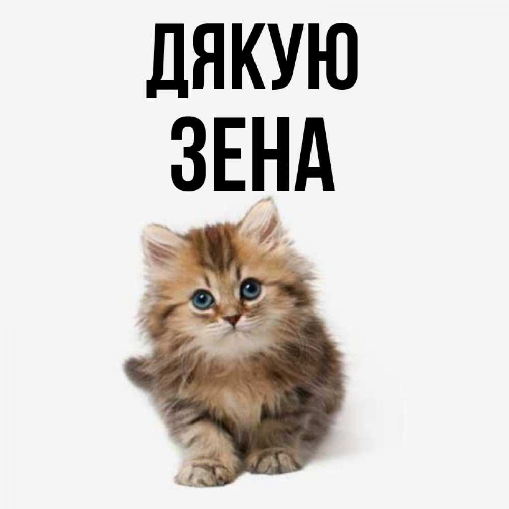 Открытка на каждый день з підписом, Зена Дякую пушистый котик Прикольна листівка з побажанням онлайн скачати безкоштовно 
