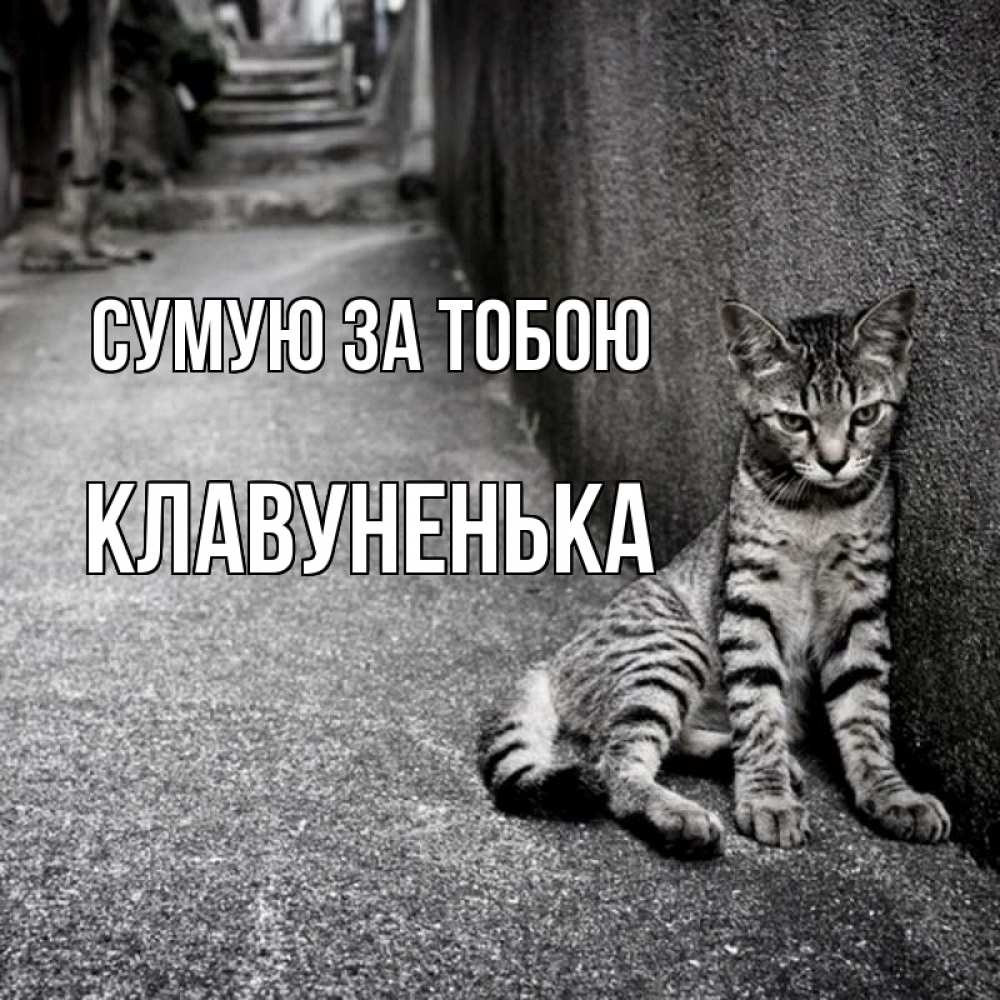 Открытка на каждый день з підписом, Клавуненька Сумую за тобою одиноко котику Прикольна листівка з побажанням онлайн скачати безкоштовно 