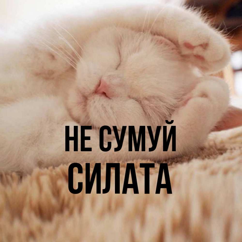 Открытка на каждый день з підписом, Силата Не сумуй Котенок спит Прикольна листівка з побажанням онлайн скачати безкоштовно 