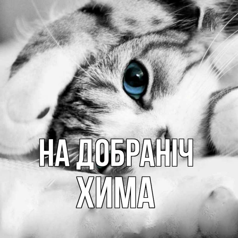 Открытка на каждый день з підписом, Хима На добраніч кот устал Прикольна листівка з побажанням онлайн скачати безкоштовно 