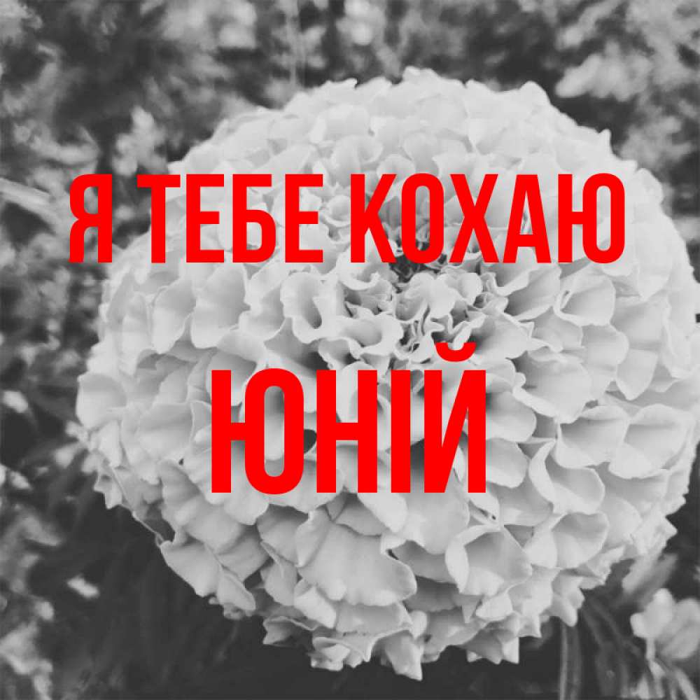 Открытка на каждый день з підписом, Юній Я тебе кохаю подпись Прикольна листівка з побажанням онлайн скачати безкоштовно 
