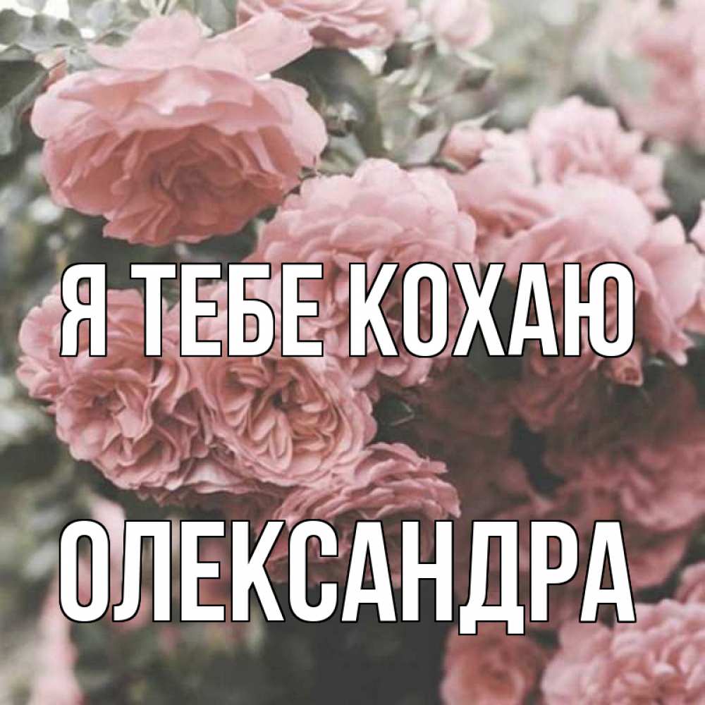 Открытка на каждый день з підписом, Олександра Я тебе кохаю розы 3 Прикольна листівка з побажанням онлайн скачати безкоштовно 