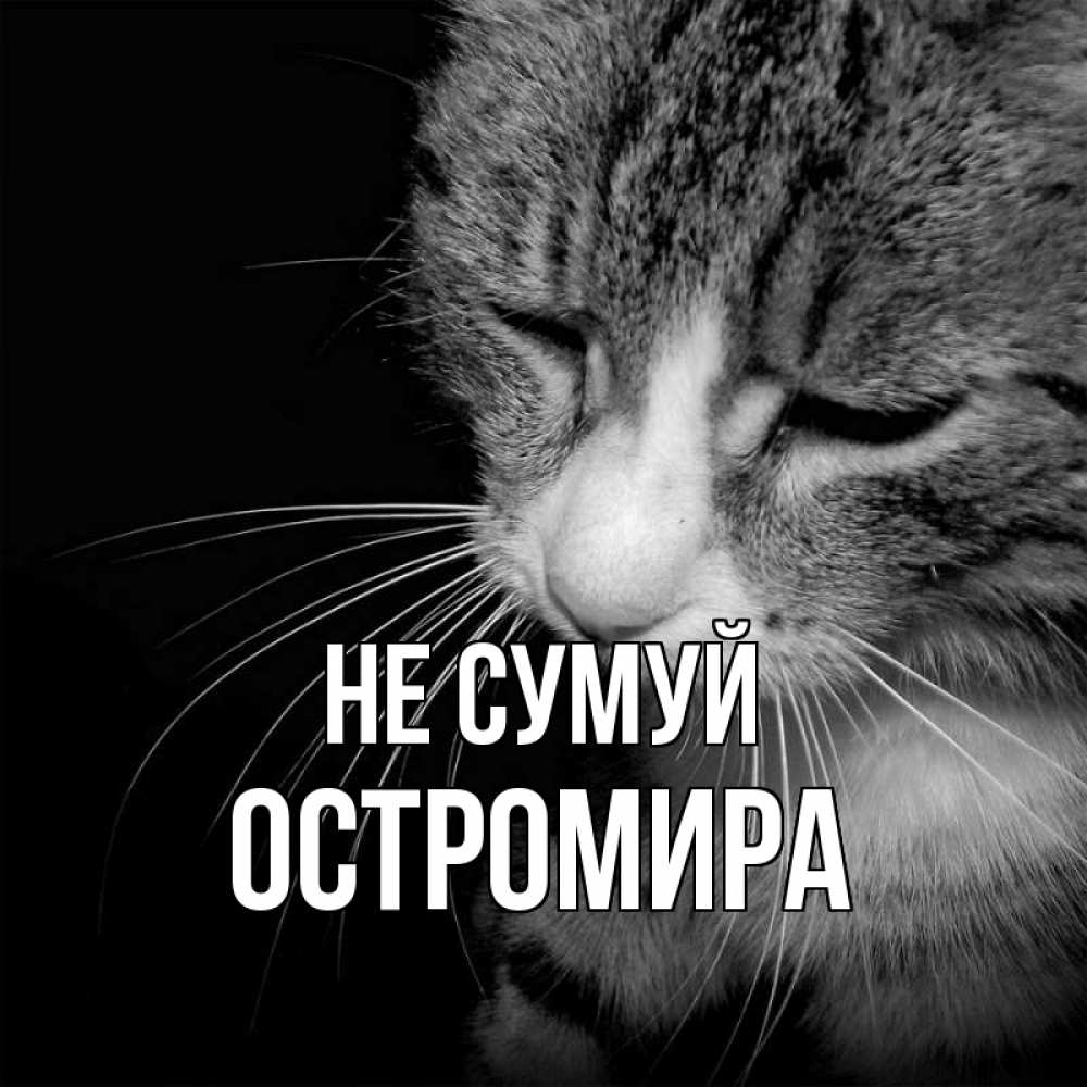 Открытка на каждый день з підписом, Остромира Не сумуй грустный котик Прикольна листівка з побажанням онлайн скачати безкоштовно 