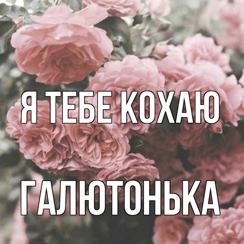 Открытка на каждый день з підписом, Галютонька Я тебе кохаю розы 3 Прикольна листівка з побажанням онлайн скачати безкоштовно 