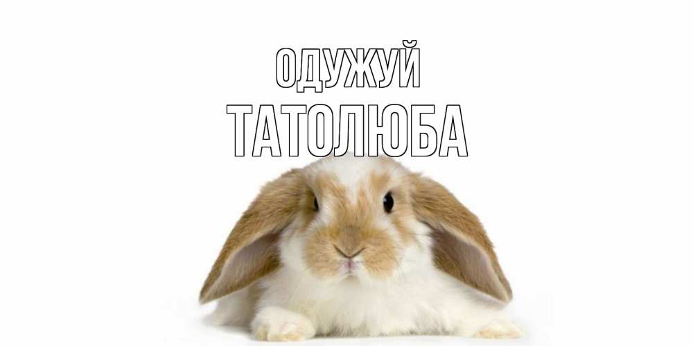 Открытка на каждый день з підписом, Татолюба Одужуй вислоухий кролик белого и коричневого цвета Прикольна листівка з побажанням онлайн скачати безкоштовно 